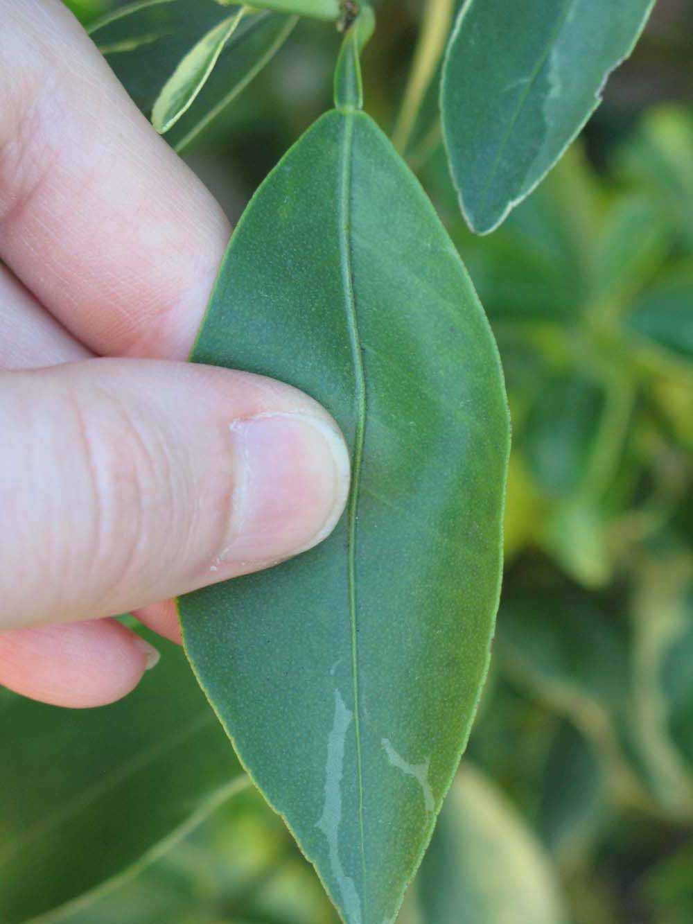            Unifoliolate leaf (Winter Haven, FL)   